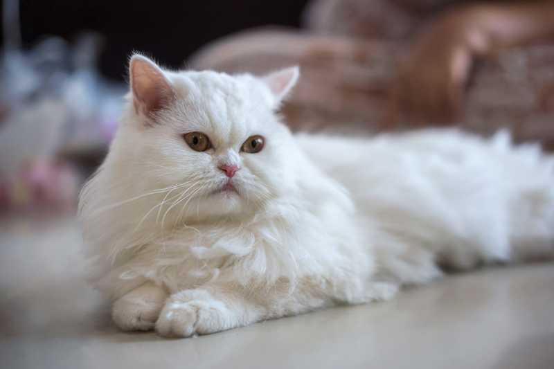White Persian cat laying on floor