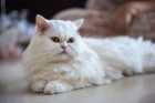 White Persian cat laying on floor