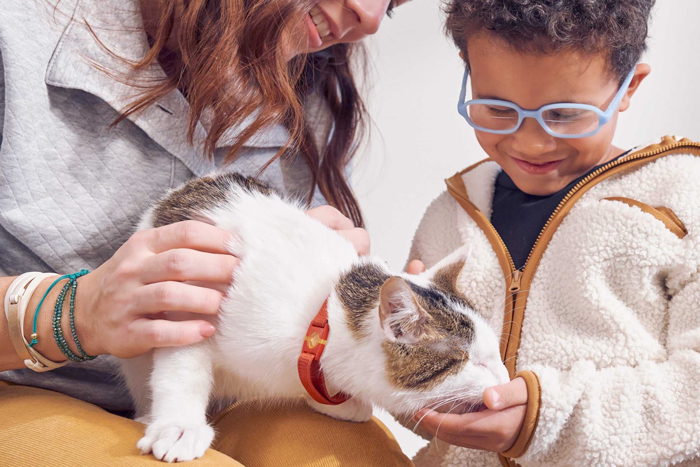 people petting gray and white cat