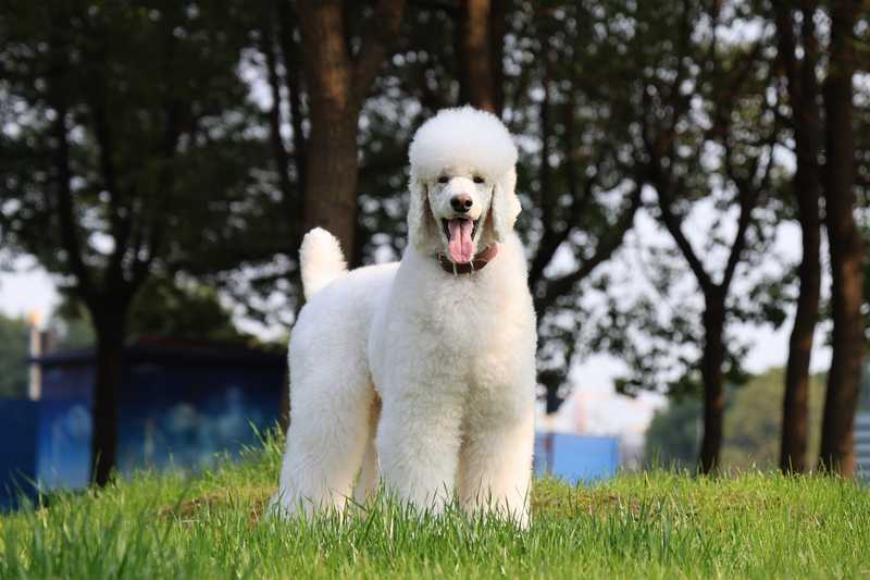 White poodle standing in grassy field