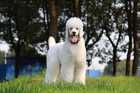 White poodle standing in grassy field