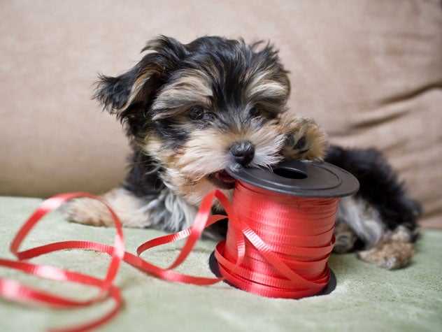 Puppy Chewing: 10 Ways To Stop Puppies And Dogs Chewing