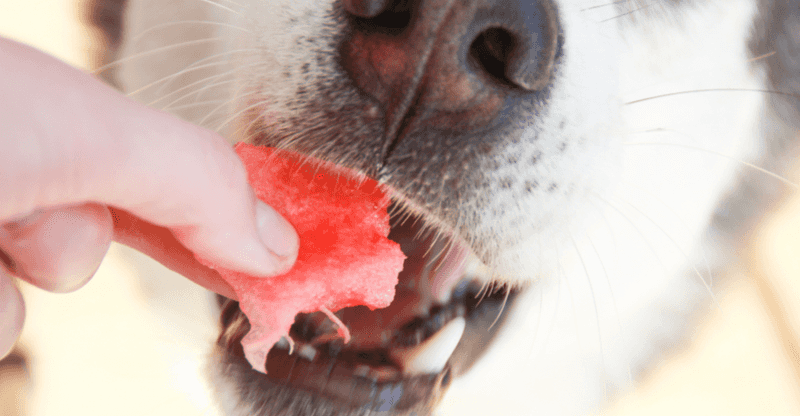 Dog eat watermelon
