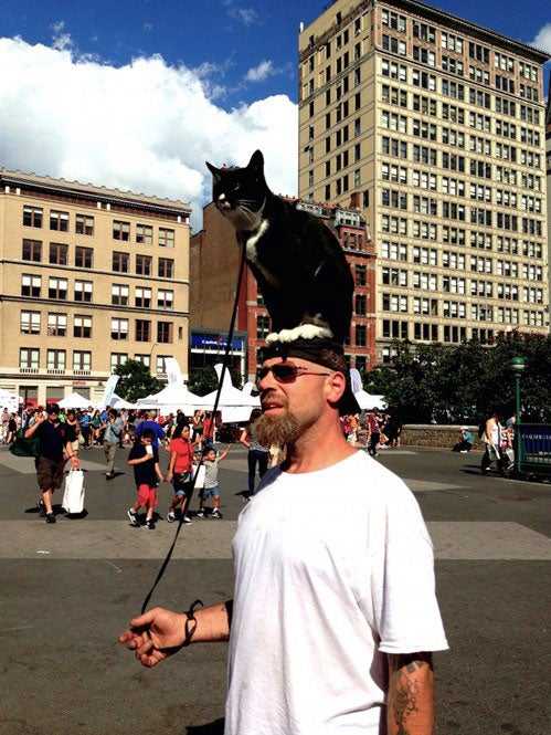 Cat on head