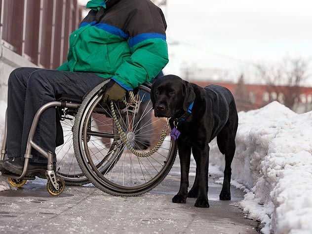 Service Dog