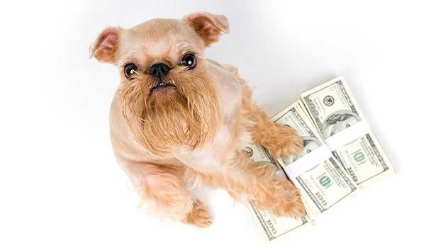 Dog sitting near dollar bills