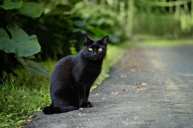 black cat sitting on pavement near the trees