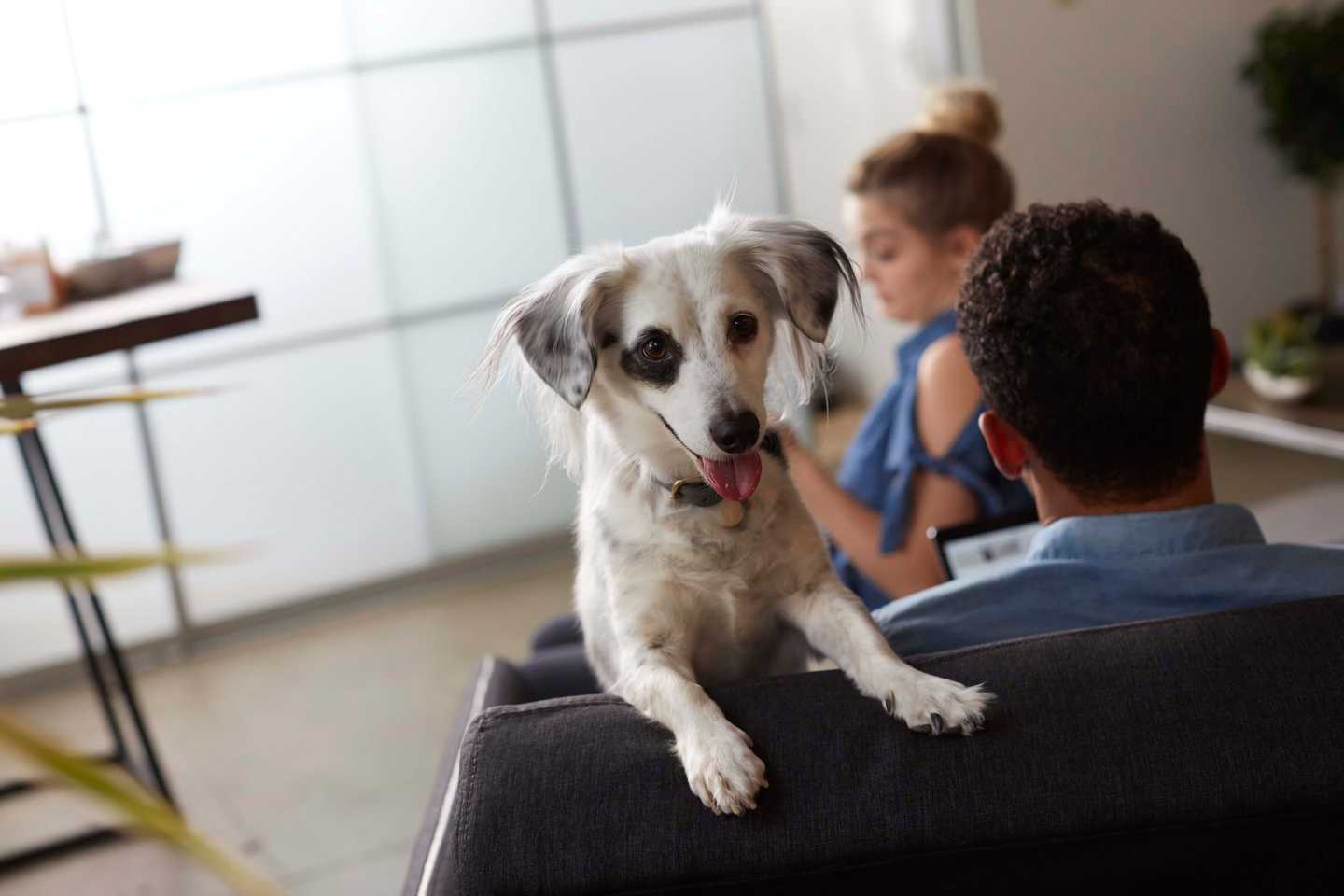 Dog Mouthing Why Dogs Do It & How to Stop It Petfinder