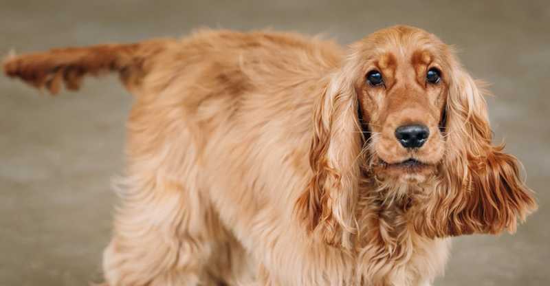 English Cocker Spaniel