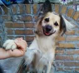 Dog Adoption Checklist