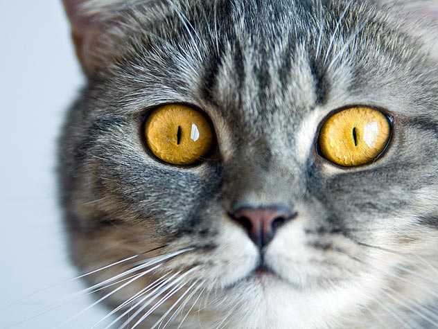 Thyroid disease in cats