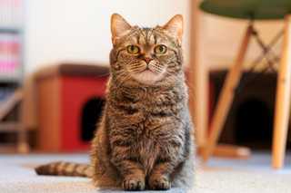 Small gray cat sitting in room