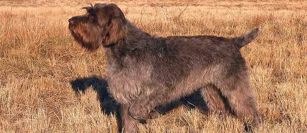 Wirehaired Pointing Griffons