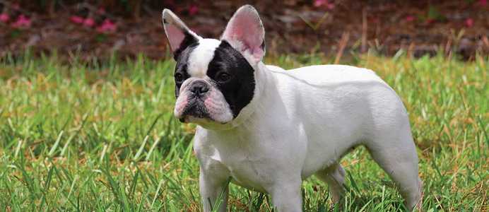 French Bull Dog Breed Info Petfinder