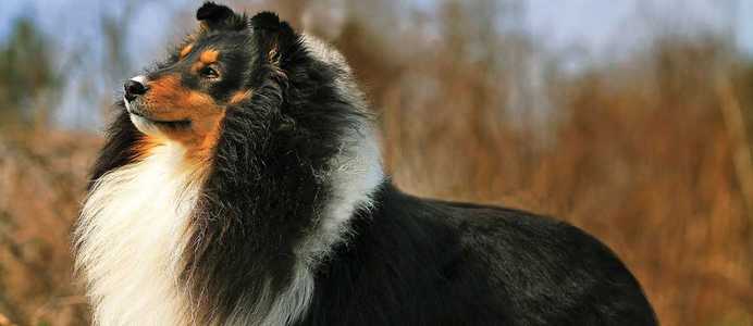 Shetland Sheepdog / Sheltie
