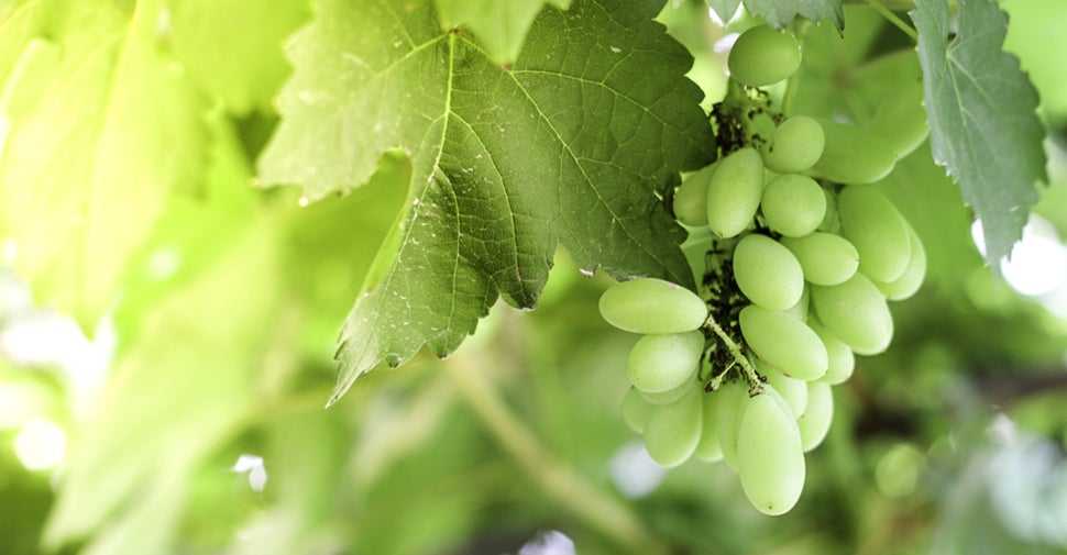 Can Dogs Eat Grapes or Raisins? Petfinder