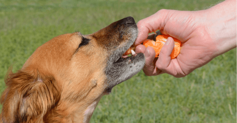 dogs eat orange