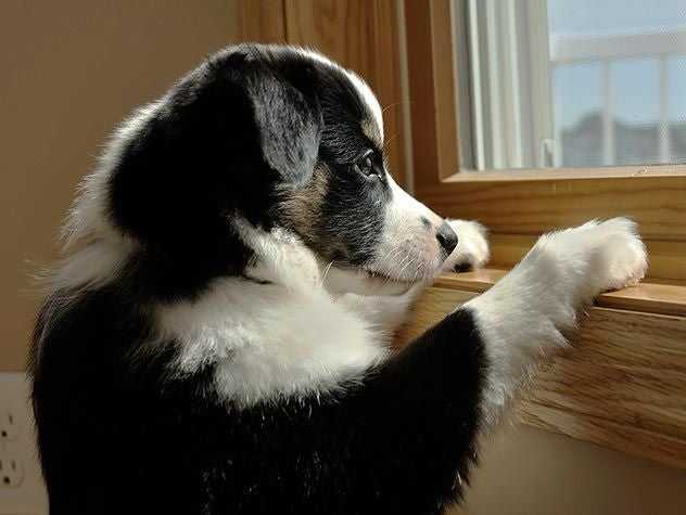 ​​​​Dog looking out window