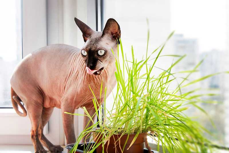 Sphynx cat standing on window sill next to plant