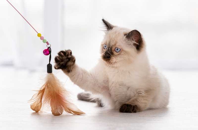 kitten playing with feather toy