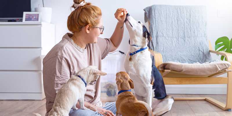 person sitting floor giving treats to three dogs