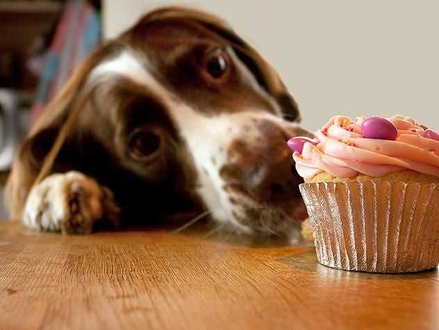 Dog Staring At Cupcake