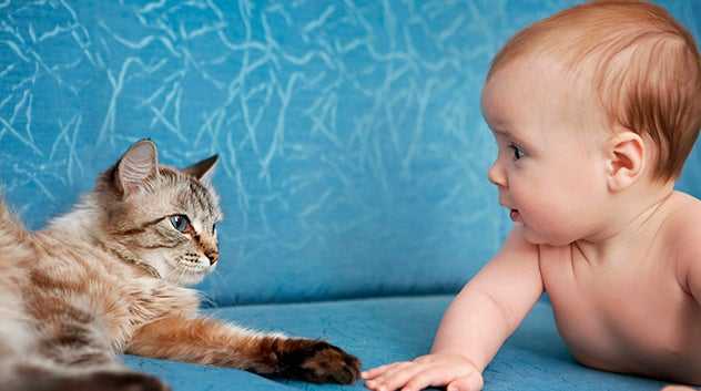 cats and babies