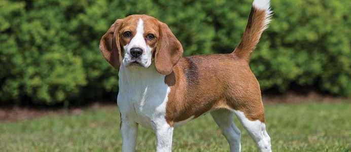 Beagle Dog Breed Info Petfinder