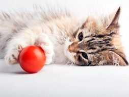 Cat playing with red ball