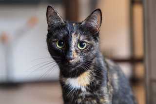 Chimera cat sitting in room