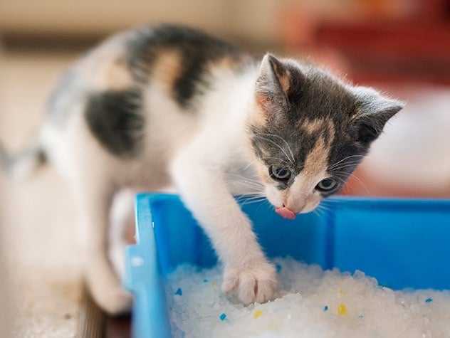 why cats eat litter