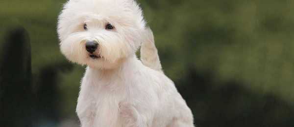 West Highland White Terrier / Westie