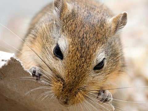 gerbil care