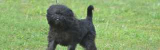 Affenpinscher