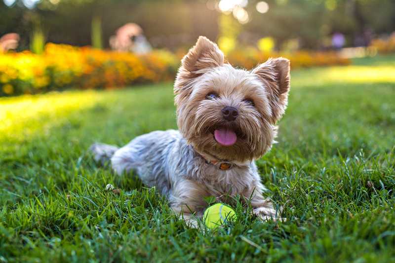 Yorkshire Terrier laying in grass with a tennis ball