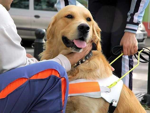 Service Dog Training