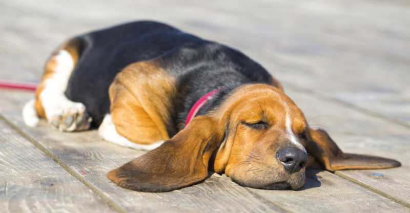 basset hound