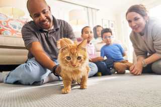 family playing with orange cat on living room floor