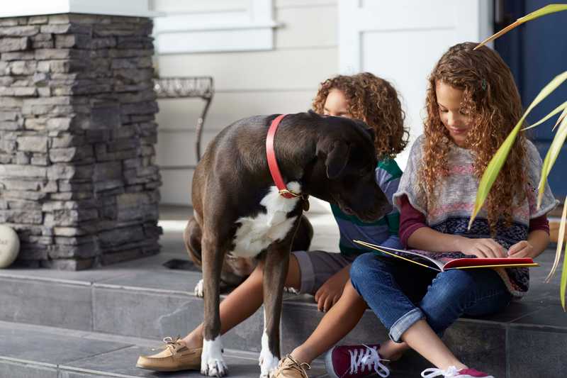 Are Pets Smarter Than Kids