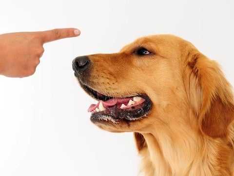 teaching a dog