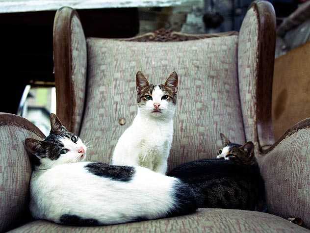 Cats on the chair