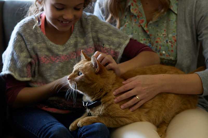 Pampering cat