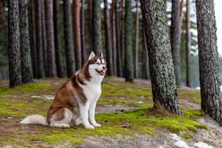 Working husky dog sitting in wooded area