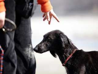 How To Find a Good Dog Trainer