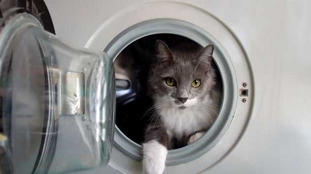 cat playing washer dryer