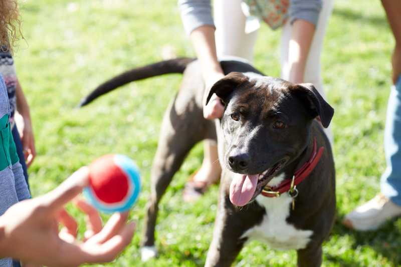 Color therapy for dogs