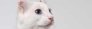 American curl white cat