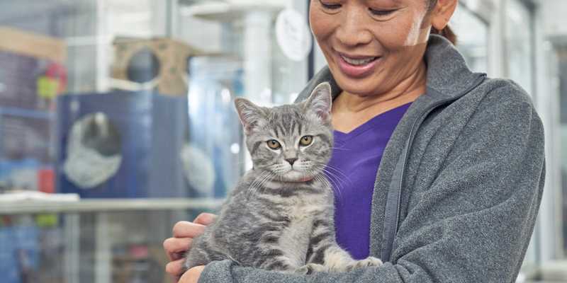 Grey tabby shelter cat meeting a potential adopter