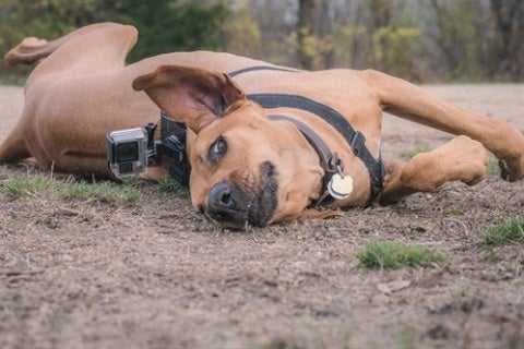 5-tips-for-using-a-gopro-with-your-dog-5