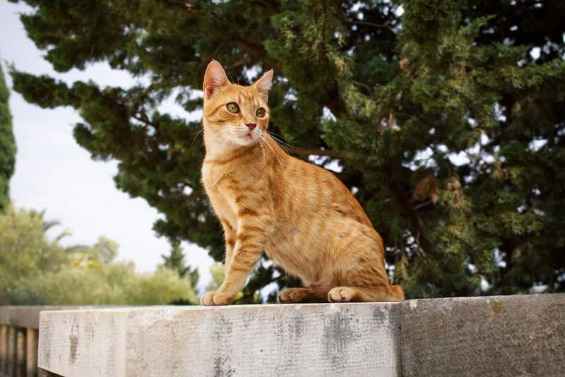orange cat sitting on ledge